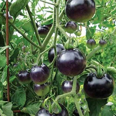 Lorvox Organic Natural HIGH QUALITY -Black TOMATO Seed(500 per packet)