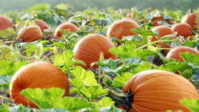 Qualtivate ™ Vegetable Seeds Bulk - Rare Hybrid Pumpkin Seeds Seed(30 per packet)