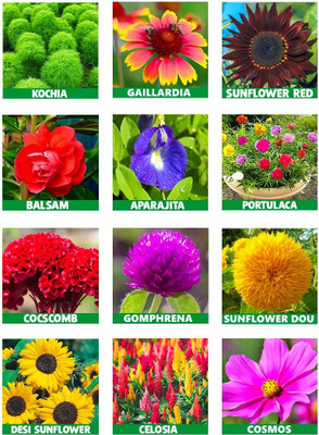 the green dotcom 10 Variety Summer Flower Seed(1202 per packet)