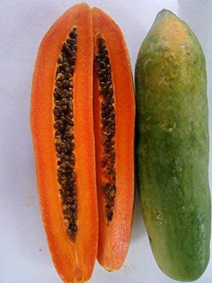 Pbevergreen PAPAYA Seed(200 per packet)