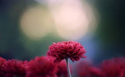 Lorvox Chrysanthemum flower mix seeds hybrid Seed(90 per packet)