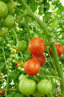 Urvaar tomato Seed(55 per packet)