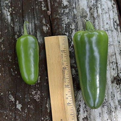Qualtivate HYB-5A Hybrid Whopper Jalapeno Chilli Pepper Seed(300 per packet)