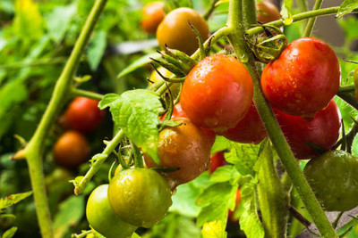 Sakuntala Hybrid Seeds tomato Seed(135 per packet)