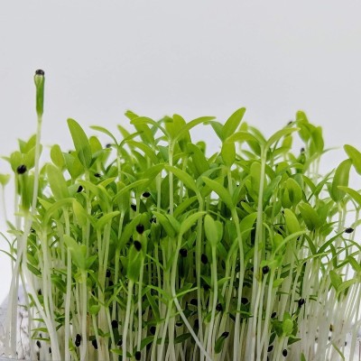 Aywal Farmer Hybrid Spinach Green(Amaranthus) Lal Saag Cheera Seed(660 per packet)