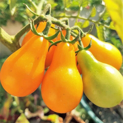 Qualtivate XXX-8A Yellow Pear Tomato Seed(300 per packet)