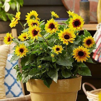 Aro Miniature sun flower Seed(40 per packet)