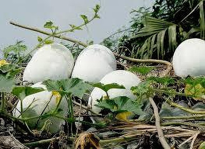 Dbbrothers deshi ash gourd seeds for planting pack of 24 Seed(24 per packet)