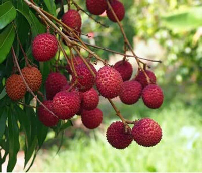 Aywal Lychee Seeds For Home Garden Seed(2 per packet)