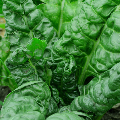 VibeX XL-46 - Perpetual Spinach Swiss Chard - (2250 Seeds) Seed(2250 per packet)