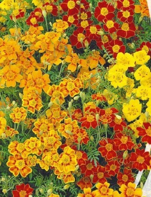 CYBEXIS NDIR-51 - Marigolds Mexican Mix - (250 Seeds) Seed(250 per packet)