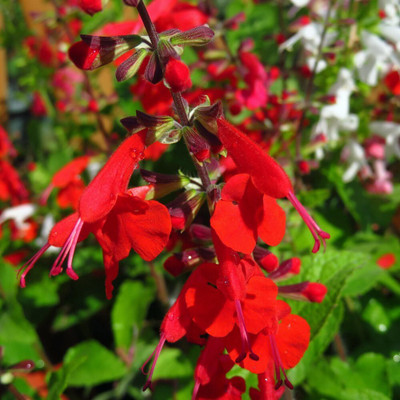 Quentova Summer Jewel Red Salvia Plant (Garden Sage)-NTL-5C Seed(75 per packet)