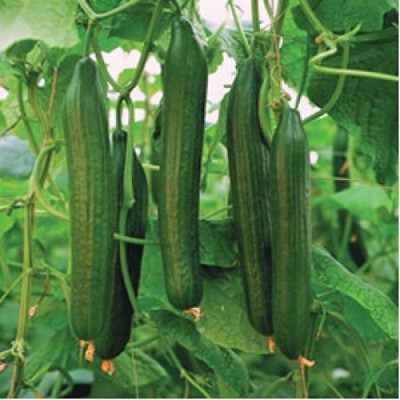 Qualtivate PUA-2A Cucumber Chinese Long for Salads Seed(300 per packet)