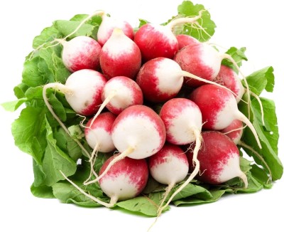 Qualtivate PUA-9A Sparkler Radish - Heirloom Seed(300 per packet)