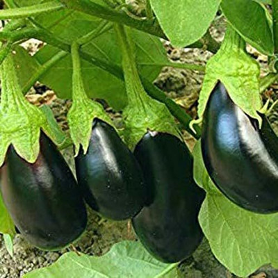 KNESSiN Hybrid Black Brinjal ( Seeds) Seed(2000 per packet)
