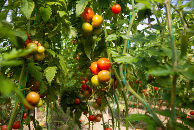 SEEDSKLUB tomato Seed(125 per packet)