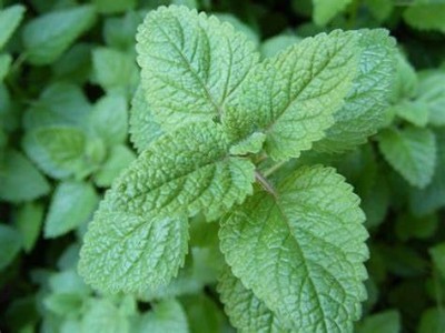 CYBEXIS LXI-56 - Lemon Balm Melissa Herbs - (750 Seeds) Seed(750 per packet)