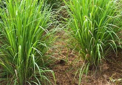 Quentova Lemon grass/लेमन ग्रास (Cymbopogon citratus)-NTL-5C Seed(25 per packet)