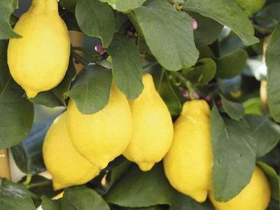Aywal Citrus Limon (Lemon) Seed(34 per packet)