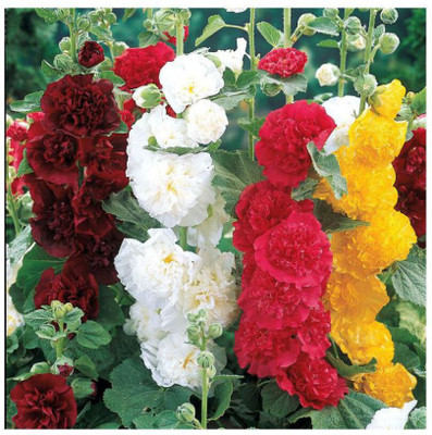 XOLDA Exotic holly hock Seed(37 per packet)