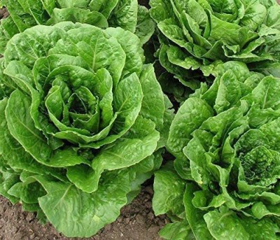 CYBEXIS TLX-58 - Parris Island Cos Romaine Lettuce - (150 Seeds) Seed(150 per packet)