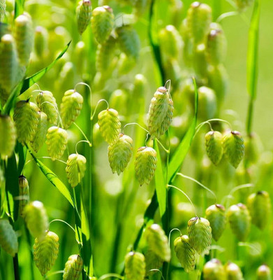 RRNURSERY Grande Brize - grass grass old garden plant - Peasant seeds - Organic seeds Seed(50 per packet)