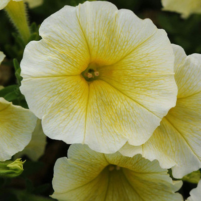 VibeX LX-13 - Petunia Grandiflora Yellow - (180 Seeds) Seed(180 per packet)