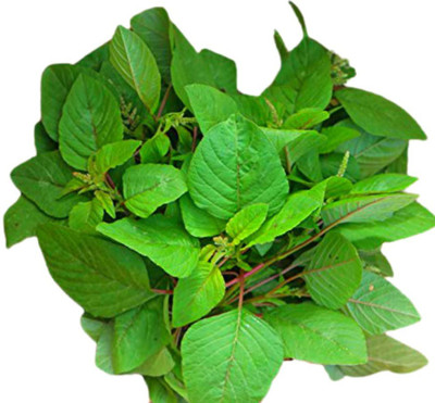WILLVINE KGF -645 Amaranthus,Chaulai Saag Seeds Seed(500 per packet)