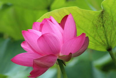NurseryServe lotus,kamal gatta Seed(10 per packet)