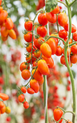 Urvaar tomato Seed(70 per packet)