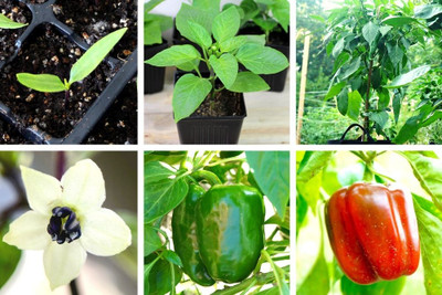 DEYS AGRO ™ capsicum seeds,capsicum green vegetable seeds Seed(59 per packet)