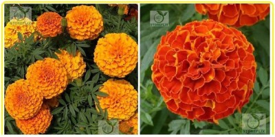 STOREFLIX african marigold red marigold Seed(80 per packet)