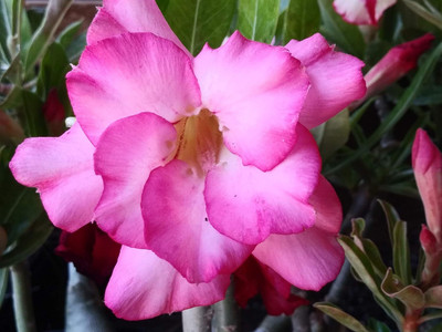 Qualtivate XL-543 Adenium Obesum Bulbs-Strong Seed(30 per packet)
