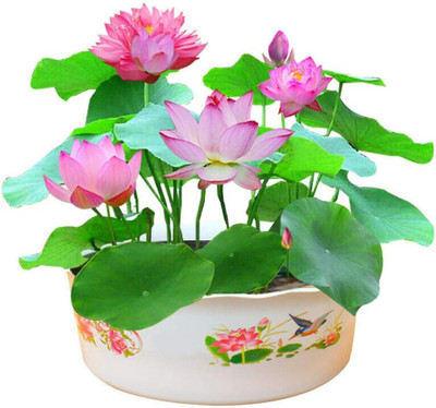 CRGO ™ VXI-448 Pond Plants Water Lilies Aquatic Plants-Bareroot Seed(40 per packet)