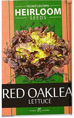 CYBEXIS TLX-75 - Red Oakleaf Lettuce - (1350 Seeds) Seed(1350 per packet)