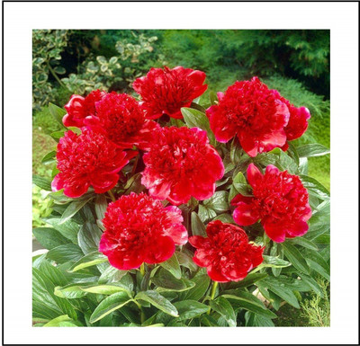 CYBEXIS XLL-69 - Flower Red balsam - (90 Seeds) Seed(90 per packet)
