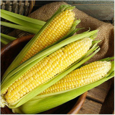 WILLVINE ROX -VI Kandy Korn Hybrid Sweet Corn Seeds-[25g] Seed(100 per packet)