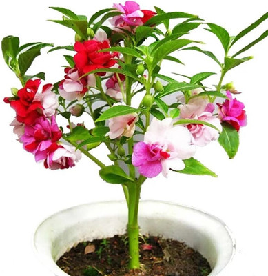 GREENSEA Balsam, Dopati Flower Seed(150 per packet)