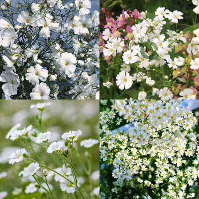 sbains Gypsophila seeds for decoration no of seeds 19 Seed(19 per packet)