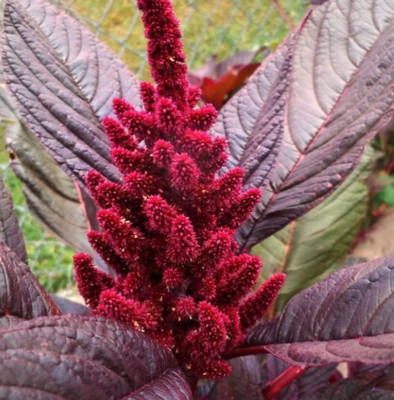 Aywal Amaranthus Mixed Color Flower Seeds For All Season Seed(90 per packet)