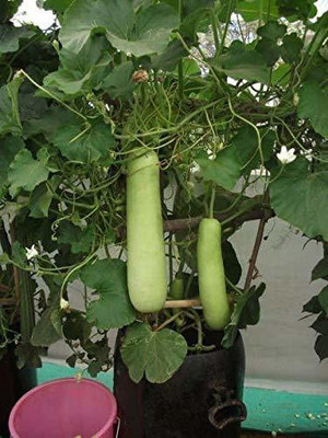 VibeX ® LXI-295 Long Bottle Gourd लोकि बीज Seed(50 per packet)