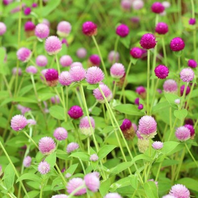 Aywal Gomphrena White / Globe amaranth / Gomphrena globosa White Flower Seed(40 per packet)