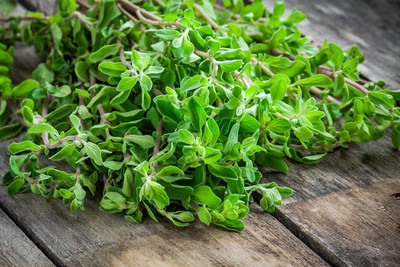 CYBEXIS VXI-53 - Herb Marjoram Oregano - (450 Seeds) Seed(450 per packet)