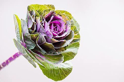 CYBEXIS Sunrise- Seed Mix; Ornamental Kale - Seeds Seed(1 g)