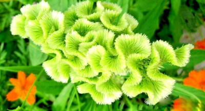 UGRA SPRING GREEN COCKSCOMB Seed(15 per packet)