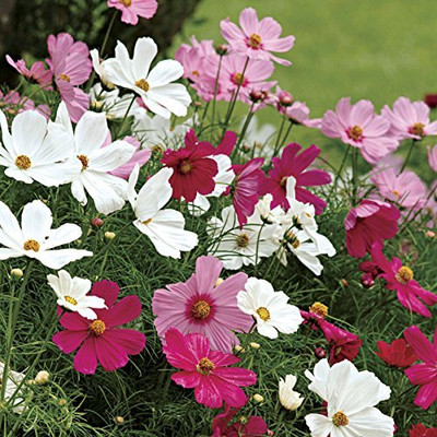 Aywal Cosmos - Double Click Mixed - High Germination Seed(5 g)