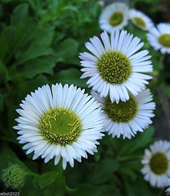 Qualtivate LX-56 Seaside daisy Seeds (Erigeron glaucus Albus) Seed(50 per packet)