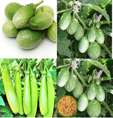 ibains Hybrid brinjal long red seeds bij 81 Seed(81 per packet)