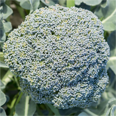 VibeX ® VXI-284 Calabrese Broccoli (Brassica oleracea) Seed(200 per packet)