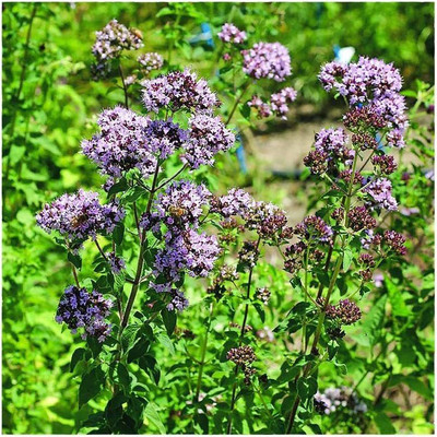 VibeX GUA-83 - True Greek Oregano - (1350 Seeds) Seed(1350 per packet)